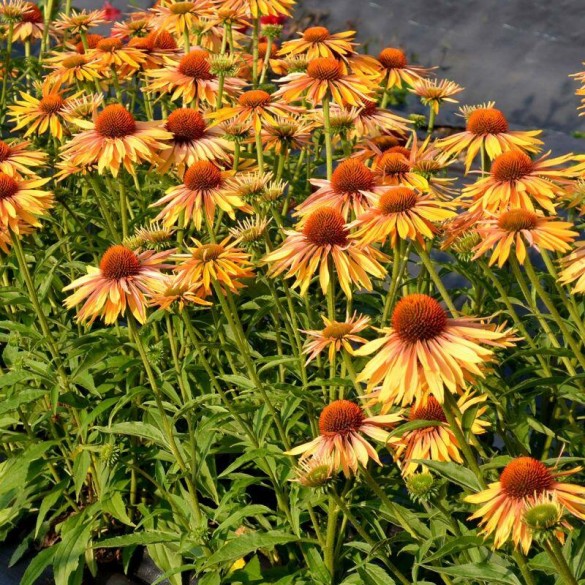 Echinacea 'Big Kahuna' - Kasvirág
