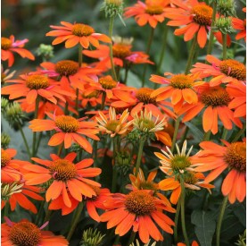 Echinacea 'Meditation Orange' - Kasvirág