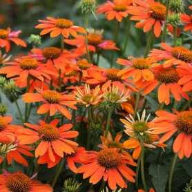 Echinacea 'Meditation Orange' - Kasvirág