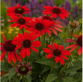 Echinacea 'Pearl Red' - Kasvirág