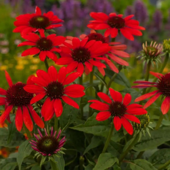 Echinacea 'Pearl Red' - Kasvirág