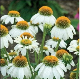 Echinacea 'Pearl White' - Kasvirág