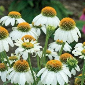 Echinacea 'Pearl White' - Kasvirág