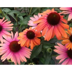 Echinacea 'Rainbow Marcella' - Kasvirág Echinacea 'Rainbow Marcella' - Kasvirág
