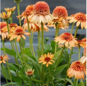 Echinacea 'Supreme Cantaloupe' - Kasvirág