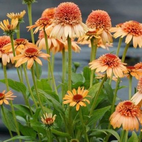 Echinacea 'Supreme Cantaloupe' - Kasvirág Echinacea 'Supreme Cantaloupe' - Kasvirág