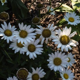 Leucanthemum 'Becky' - Margaréta