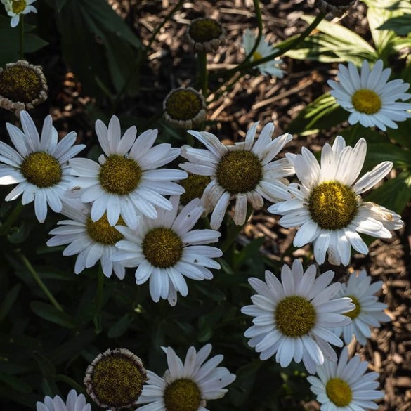 Leucanthemum 'Becky' - Margaréta