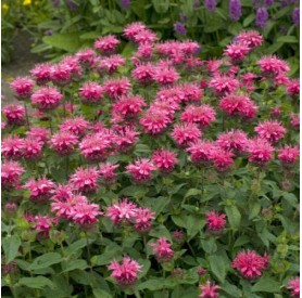 Monarda 'Pink Lace' - Méhbalzsam