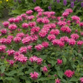 Monarda 'Pink Lace' - Méhbalzsam