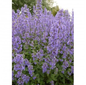Nepeta 'Summer Magic' - Macskamenta