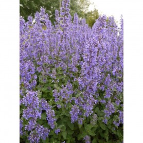 Nepeta 'Summer Magic' - Macskamenta Nepeta 'Summer Magic' - Macskamenta