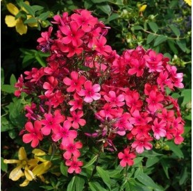 Phlox 'Early Red' - Bugás lángvirág