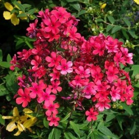 Phlox 'Early Red' - Bugás lángvirág