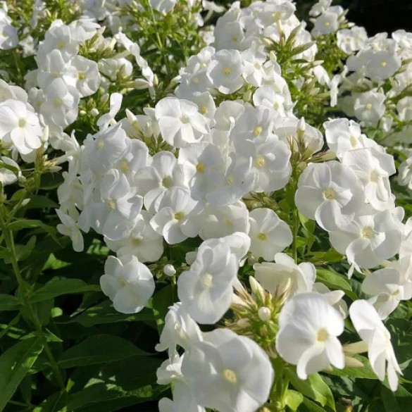 Phlox 'Flame Pro White' - Bugás lángvirág