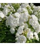 Phlox 'Flame Pro White' - Bugás lángvirág