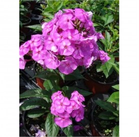 Phlox 'Flame Purple Eye' - Bugás lángvirág