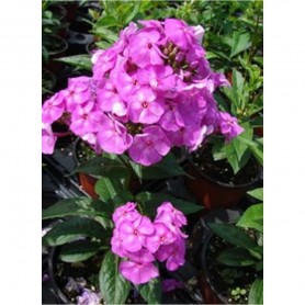 Phlox 'Flame Purple Eye' - Bugás lángvirág Phlox 'Flame Purple Eye' - Bugás lángvirág