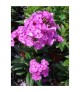 Phlox 'Flame Purple Eye' - Bugás lángvirág