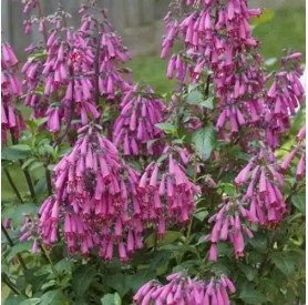 Phygelius 'Candy Drops Deep Rose' - Angyaltrombita