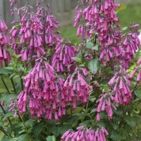Phygelius 'Candy Drops Deep Rose' - Angyaltrombita