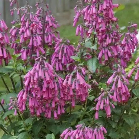 Phygelius 'Candy Drops Deep Rose' - Angyaltrombita