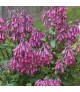 Phygelius 'Candy Drops Deep Rose' - Angyaltrombita