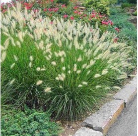 Pennisetum 'Little Bunny' - Tollborzfű