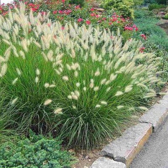Pennisetum 'Little Bunny' - Tollborzfű