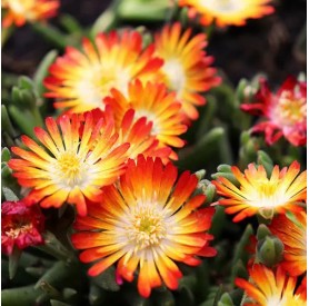 Delosperma 'Suntropics' - Délvirág
