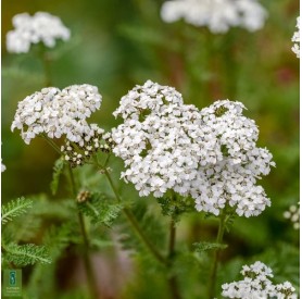 Achillea 'Schneetaler' - Cickafark