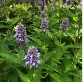 Agastache 'Blue Fortune' - Anizsizsóp