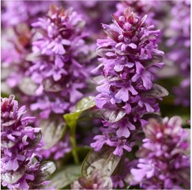 Ajuga 'Midnight Mystery' - Kúszó zsázsa