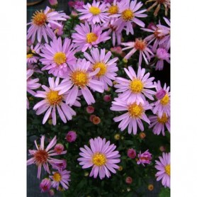 Aster 'Rozika' - Törpe őszirózsa Aster 'Rozika' - Törpe őszirózsa