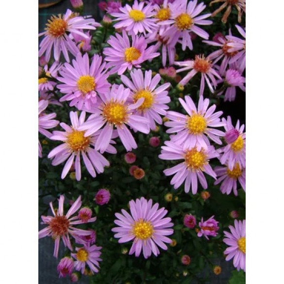 Aster 'Rozika' - Törpe őszirózsa