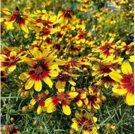 Coreopsis 'Bengal Tiger' - Rézvirág