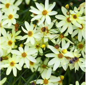 Coreopsis 'Moonbeam' - Rézvirág