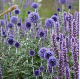 Echinops 'Platinum Blue' - Gömbcsattanó