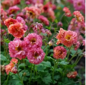 Geum 'Bohema Pink' - Szegfűgyökér