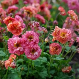 Geum 'Bohema Pink' - Szegfűgyökér Geum 'Bohema Pink' - Szegfűgyökér