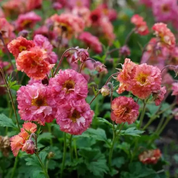 Geum 'Bohema Pink' - Szegfűgyökér Geum 'Bohema Pink' - Szegfűgyökér