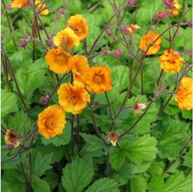 Geum 'Carlskaer' - Szegfűgyökér