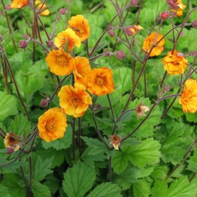 Geum 'Carlskaer' - Szegfűgyökér Geum 'Carlskaer' - Szegfűgyökér