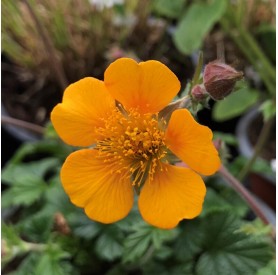 Geum 'Georgenberg' - Szegfűgyökér