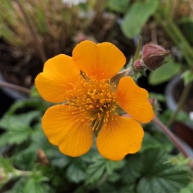 Geum 'Georgenberg' - Szegfűgyökér Geum 'Georgenberg' - Szegfűgyökér