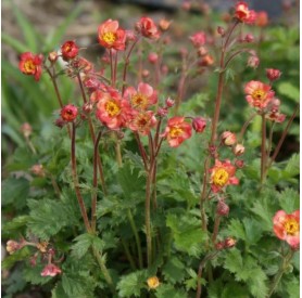 Geum 'Mango Lassi' - Szegfűgyökér