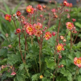 Geum 'Mango Lassi' - Szegfűgyökér Geum 'Mango Lassi' - Szegfűgyökér