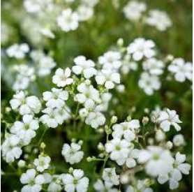 Gypsophila 'Filou White' - Fátyolvirág