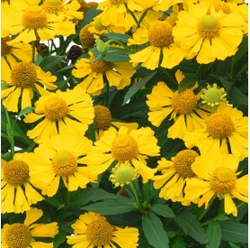 Helenium 'Helias Lemon' - Őszi napfényvirág