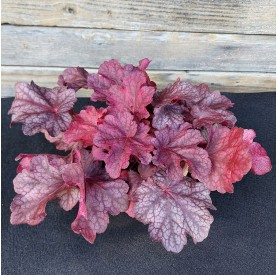 Heuchera 'Beautiful Dancer' - Tűzgyöngyvirág